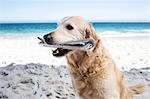 Funny dog holding a newspaper in his mouth on the beach