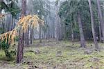 Image of the autumn soniferous forest in the morning mist. Slavkov Forest is a geomorphological unit in the northern part of the Carlsbad Highlands, Czech republic.