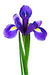 freshness purple iris on a white background