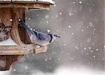 Blue Jay at Bird Feeder Winter Snow Storm Canada