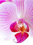 Beautiful Pink Orchid Flower Isolated on the White Background. Close up Floral Image