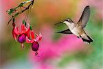 Hummingbird (archilochus colubris) in flight with tropical flower