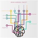 Vector flat brain working concept with contour brain and lines connected to its functions