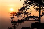 Silhouetted branch of pine tree near the rock cliff during the sunset time at Lomsak cliff at Phukradueng national park in Loei province of Thailand.