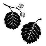 Set of Plant Pictograms, Alder Tree Leaves, Black on White. Vector