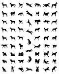 Black silhouettes of different races of dogs, vector