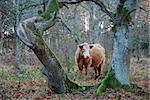 Brown cow framed by old mossy tree trunks in a forest at the swedish island Oland