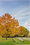 Colorful tree at the canadian war graves in Groesbeek, Holland