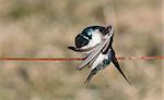 Preening tree swallow on a wire.