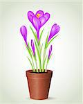 Vector violet crocus in flower pot