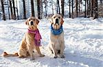 Two young golden retriever playing in the snow in the park. Clothes for dogs. Dog in the winter in the warm bright clothes.