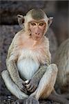 Young Crab Eating Macaque at Lopburi, Thailand