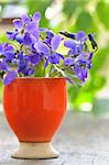 violets flowers (Viola odorata) on wood background