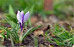 Crocus flowers and drops in spring time