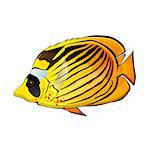 Butterfly fish vector illustration on a white background