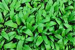 Ramson or wild garlic (lat. allium ursinum) closeup