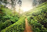 Footpath in tea plantation at sunset, Sri Lanka