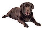 Chocolate labrador dog girl is isolated on the white background
