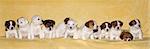 Little puppies of jack russell terrier on beige background