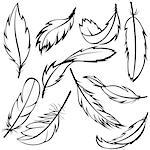 Vector set of feathers on white background
