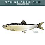 Herring illustration. Marine food fish, editable gradient vector