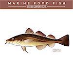 Codfish. Marine food fish, editable gradient vector