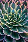 Sempervivum - Hens and Chicks - Sempervivum soboliferum