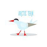 Arctic Tern Drawing For Arctic Animals Collection Of Flat Vector Illustration In Creative Style On White Background