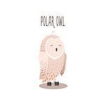 Polar Owl Drawing For Arctic Animals Collection Of Flat Vector Illustration In Creative Style On White Background