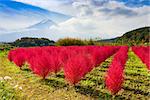 Kokia tumbleweed bushes during autumn near Mt. Fuji.