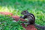 Squirrel eat fruit sitting in grass. Sri lanka