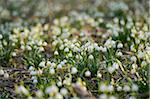 Spring Snowflakes (Leucojum vernum) Blooming in Spring, Upper Palatinate, Bavaria, Germany