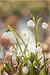 Close-up of Spring Snowflakes (Leucojum vernum) Blooming in Spring, Upper Palatinate, Bavaria, Germany