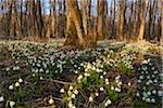 Landscape with Spring Snowflakes (Leucojum vernum) Blooming in Swamp in Spring, Upper Palatinate, Bavaria, Germany