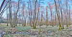 Landscape with Spring Snowflakes (Leucojum vernum) Blooming in Swamp in Spring, Upper Palatinate, Bavaria, Germany