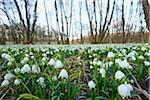 Landscape with Spring Snowflake (Leucojum vernum) Blooming in Swamp in Spring, Upper Palatinate, Bavaria, Germany