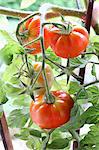 Red tomatoes on a vine