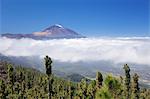 View over Orotava Valley to Pico del Teide, National Park Teide, UNESCO World Heritage Site, Tenerife, Canary Islands, Spain, Europe