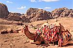 Portrait of seated camel with colourful rugs, view to City of Petra ruins, Petra, UNESCO World Heritage Site, Jordan, Middle East