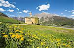 Yellow flowers and green meadows frame the church of Oga, Bormio, Stelvio National Park, Upper Valtellina, Lombardy, Italy, Europe