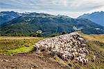 A flock of sheep in the pastures of Mount Padrio, Orobie Alps, Valtellina, Lombardy, Italy, Europe