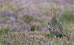 Red grouse (Lagopus lagopus), North Pennine Moors, County Durham, England, United Kingdom, Europe