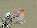 Robin (Erithacus rubecula), Lake District, Cumbria, England, United Kingdom, Europe