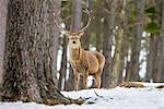 Red deer stag (Cervus elaphus), Scottish Highlands, Scotland, United Kingdom, Europe