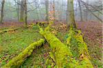 Dead Wood Covered in Moss in Forest in Early Spring, Hesse, Germany