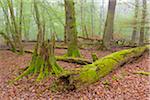 Dead Wood Covered in Moss in Beech Forest in Spring, Hesse, Germany