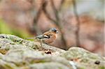 Close-up of Common Chaffinch (Fringilla coelebs) in Bavarian Forest in Spring, Bavaria, Germany