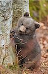 Close-up of Eurasian Brown Bear (Ursus arctos arctos) Cub in Bavarian Forest in Spring, Bavaria, Germany