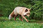 Portrait of Red Fox (Vulpes vulpes) in Spring, Wildpark Schwarze Berge, Lower Saxony, Germany