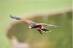 Close-up of Harris's Hawk (Parabuteo unicinctus) in Flight in Spring, Wildpark Schwarze Berge, Lower Sazony, Germany